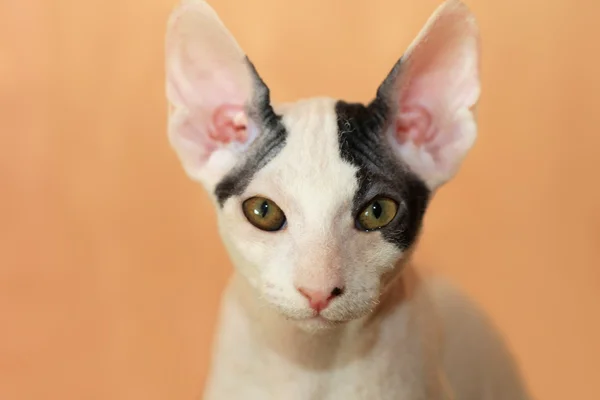 Porträtt av katt — Stockfoto