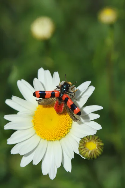 Käfer und Blume — Stockfoto