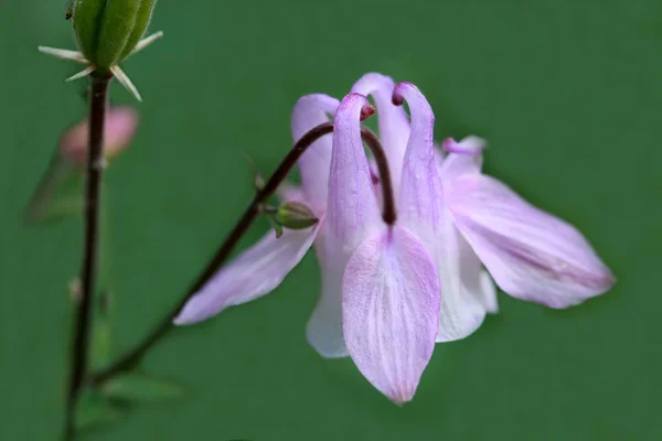 Flor de ternera —  Fotos de Stock