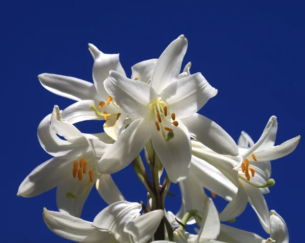 White lilas — 스톡 사진