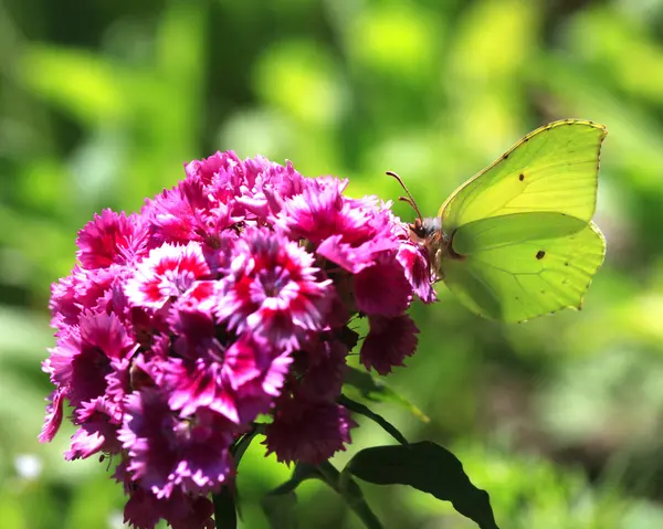 花を蝶します。 — ストック写真
