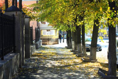 Doğada renkli sonbahar bitkileri