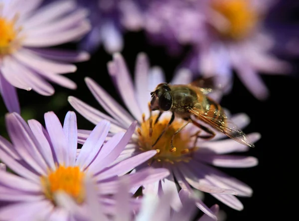 Autumn Insect Sitting Flower — Stock Photo, Image