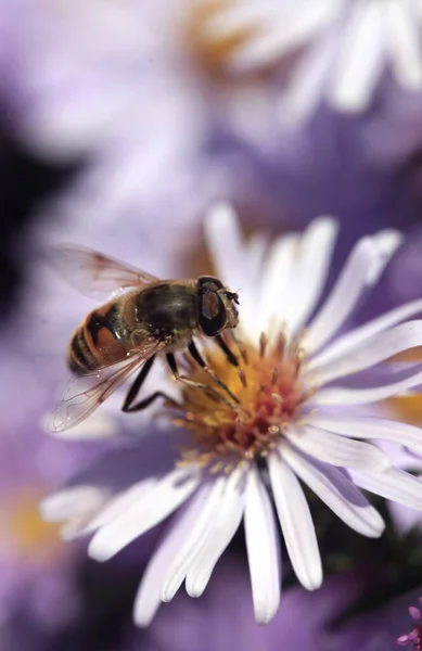Podzimní Hmyz Sedící Květině — Stock fotografie