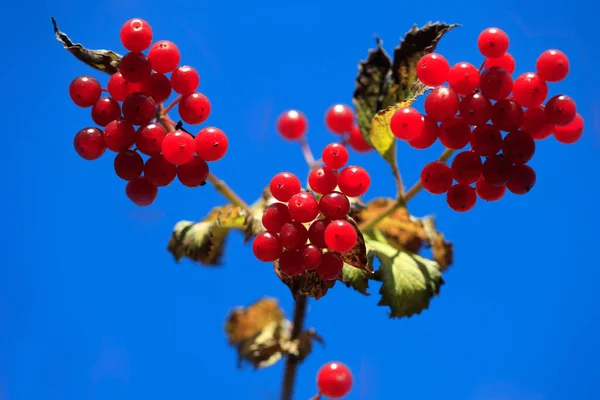 Barevné Podzimní Rostliny Přírodním Pozadí — Stock fotografie