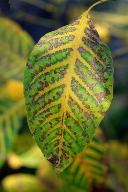 Doğada renkli sonbahar bitkileri