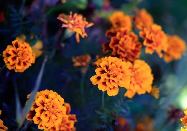 Plantas Outono Coloridas Fundo Natureza — Fotografia de Stock