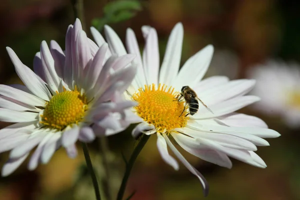 Kleurrijke Herfstplanten Natuurachtergrond — Stockfoto