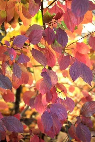Plantas Outono Coloridas Fundo Natureza — Fotografia de Stock