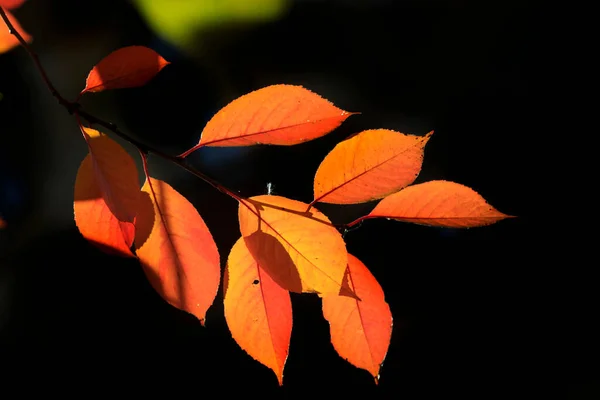 五彩缤纷的秋天植物背景 — 图库照片