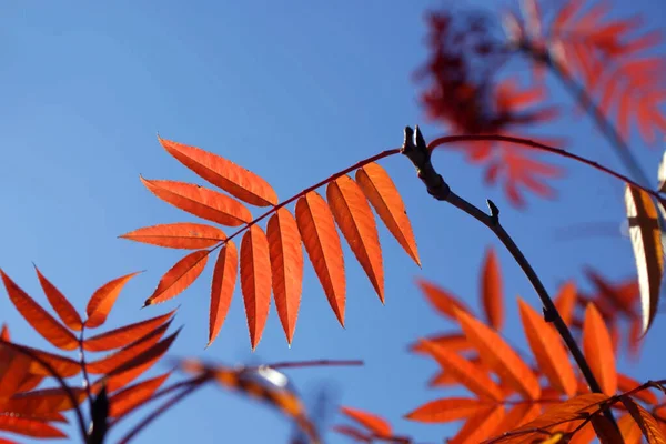 Plantas Outono Coloridas Fundo Natureza — Fotografia de Stock