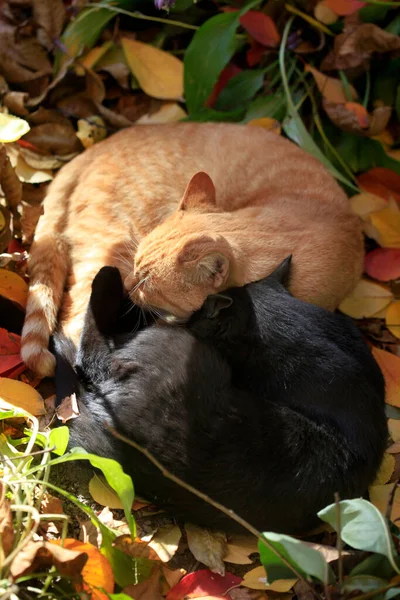 Rote Und Schwarze Katzen Liegen Auf Laub — Stockfoto