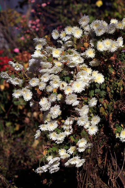 Plantes Automne Colorées Sur Fond Nature — Photo