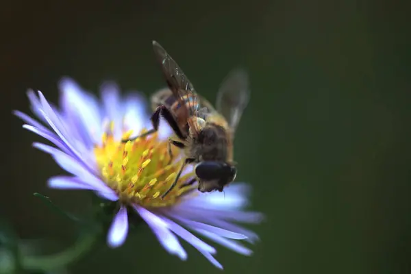 Barevné Podzimní Rostliny Přírodním Pozadí — Stock fotografie