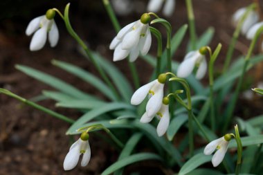 Doğada renkli bahar çiçekleri