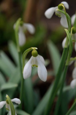 Doğada renkli bahar çiçekleri