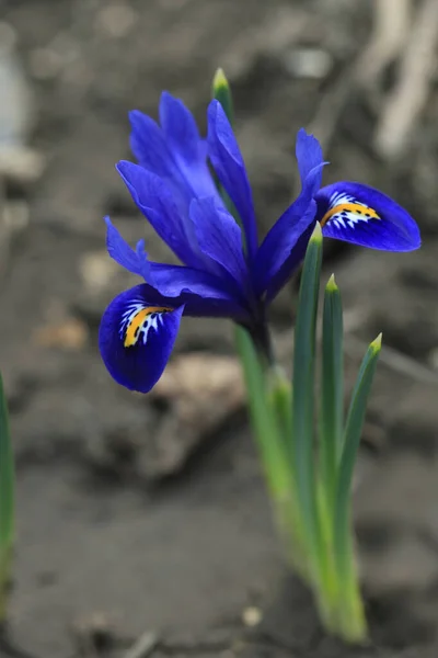 Цветные Весенние Цветы Фоне Природы — стоковое фото
