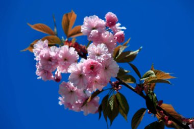Doğanın arka planında renkli bahar çiçekleri