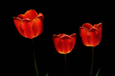 Doğanın arka planında renkli bahar çiçekleri