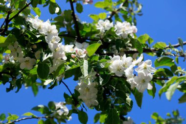 Doğanın arka planında renkli bahar çiçekleri
