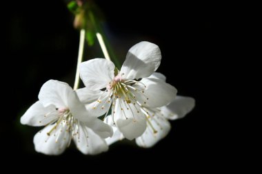 Doğanın arka planında renkli bahar çiçekleri