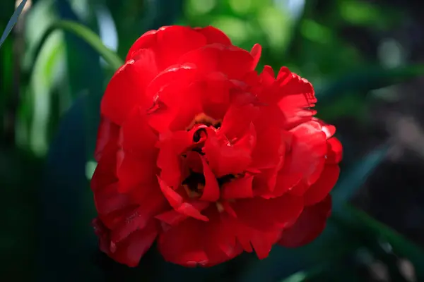 Floraison Printanière Colorée Sur Fond Nature — Photo