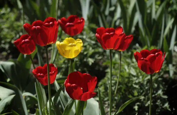 Flor Primavera Colorida Fondo Naturaleza — Foto de Stock