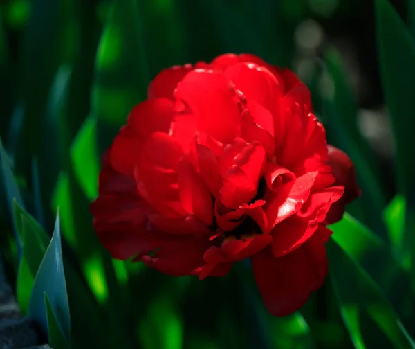 Floraison Printanière Colorée Sur Fond Nature — Photo