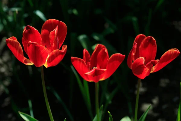 Colorful Spring Blossom Nature Background — Stock Photo, Image