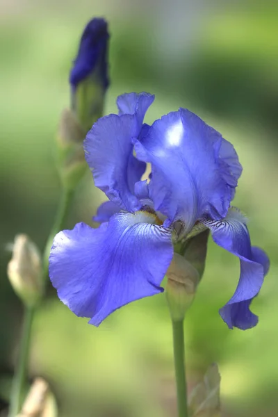 Iris Coloré Sur Fond Nature — Photo
