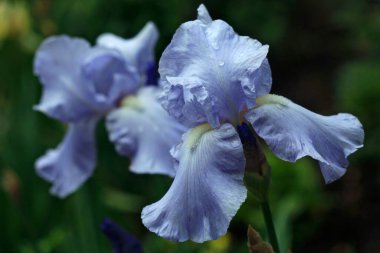 Doğa arka planında renkli iris