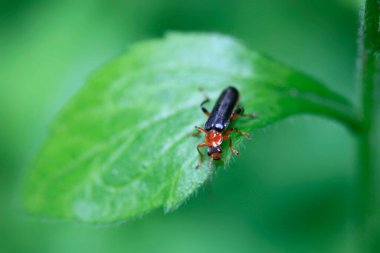 yeşil yaprak üzerinde oturan sevimli Bug