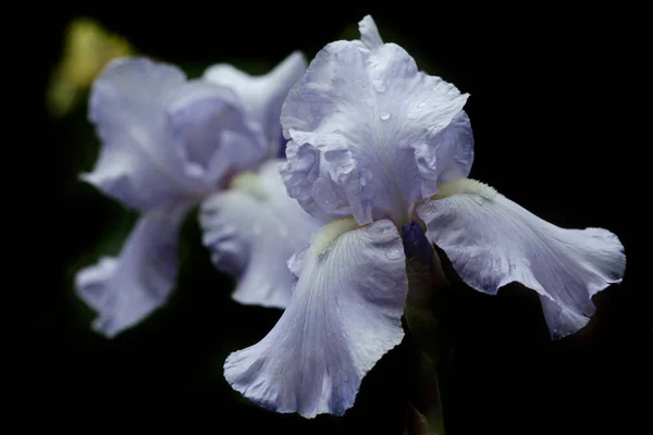 Kleurrijke Iris Natuur Achtergrond — Stockfoto