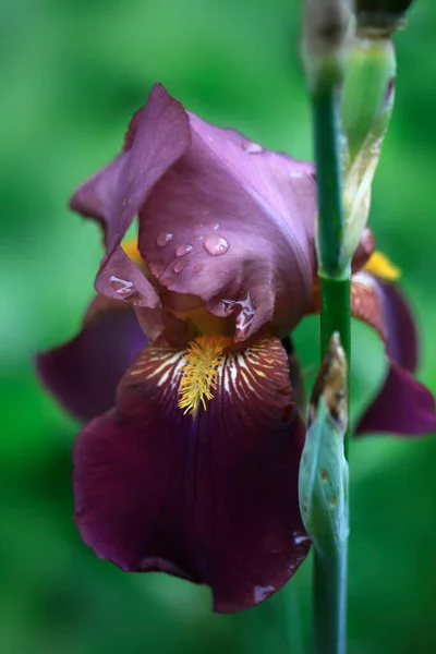 Iris Colorido Sobre Fondo Natural —  Fotos de Stock