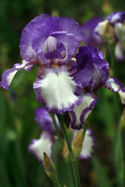 Kleurrijke Iris Natuur Achtergrond — Stockfoto