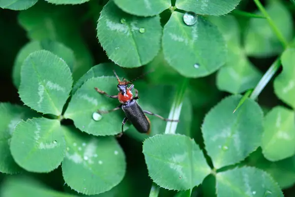 Bug Bonito Sentado Folha Verde — Fotografia de Stock