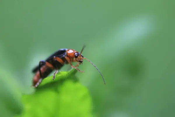 Bug Bonito Sentado Folha Verde — Fotografia de Stock
