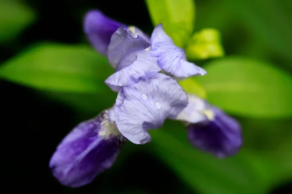 Kleurrijke Iris Natuur Achtergrond — Stockfoto