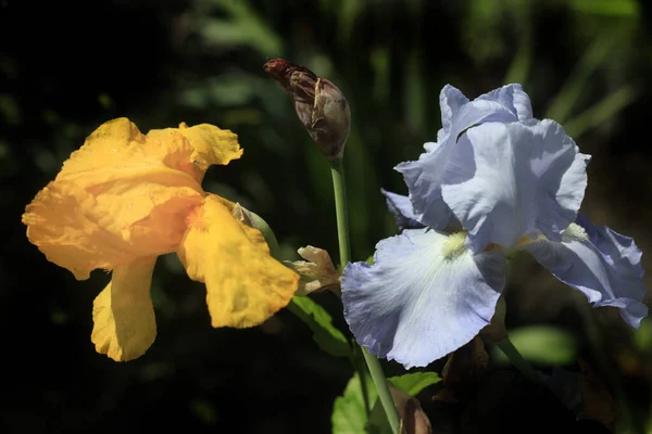 Kleurrijke Iris Zomertuin — Stockfoto