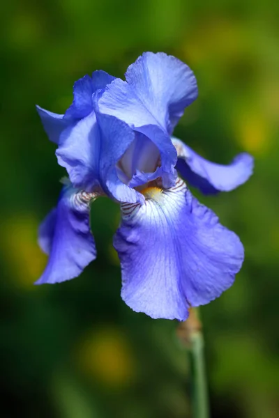 Kleurrijke Iris Zomertuin — Stockfoto