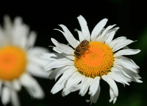 Weiße Kamille Auf Naturhintergrund — Stockfoto