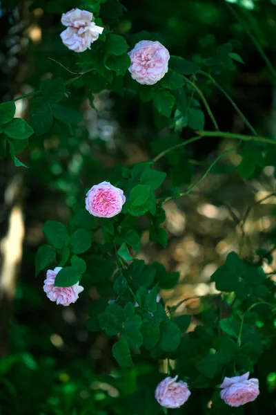 Färgglada Rosor Sommarträdgården — Stockfoto