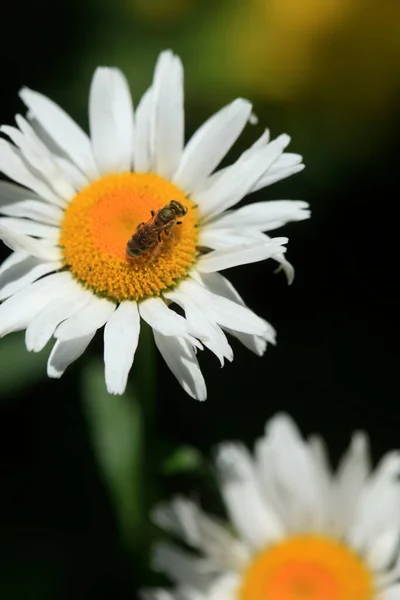 Bílé Heřmánky Přírodním Pozadí — Stock fotografie