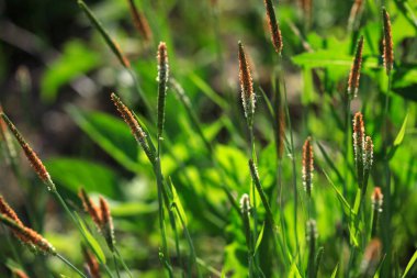 alandaki yaz yeşil çimen
