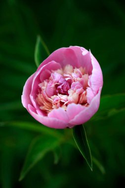 Yaz bahçesinde pembe Şakayık