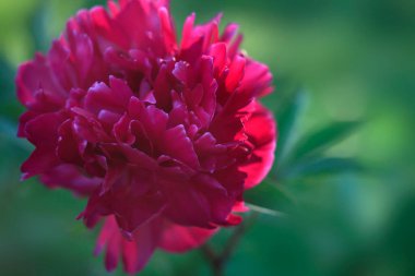 Yaz bahçesinde pembe Şakayık