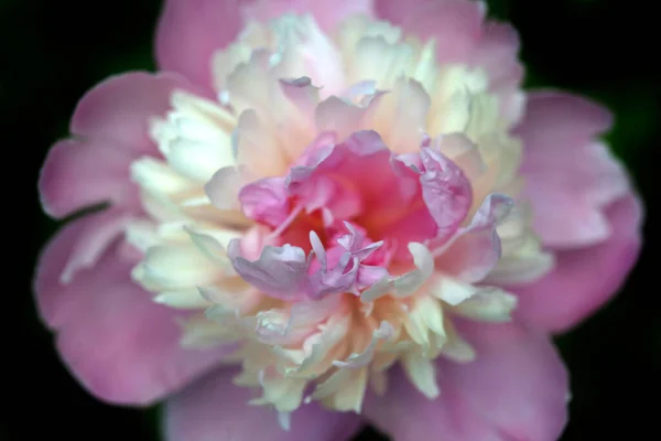 夏の庭でピンクの牡丹 — ストック写真