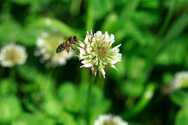 Biene Fliegt Über Blume Sommergarten — Stockfoto