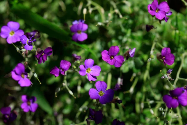 Pequenas Flores Roxas Jardim Verão — Fotografia de Stock