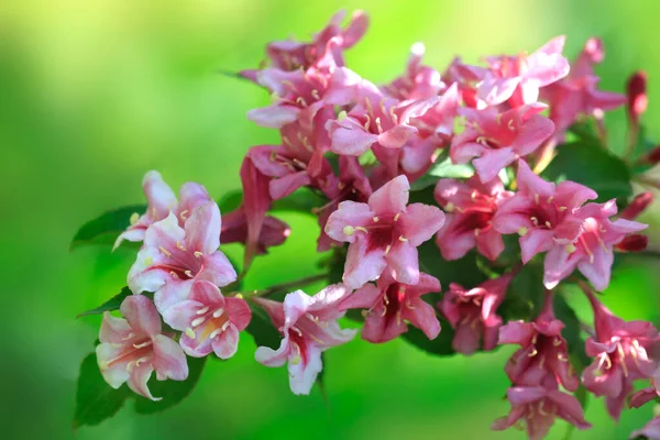 Pink Flowers Summer Tree — Stock Photo, Image